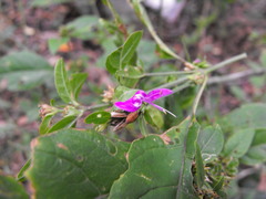 Hypoestes floribunda