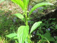 Hybanthus concolor