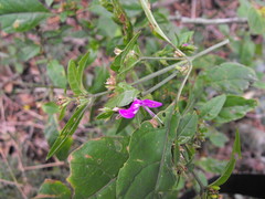 Hypoestes floribunda