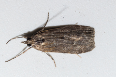 Eudonia cataxesta