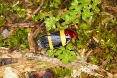 Sphenorhina rubra