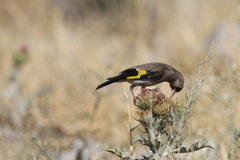 Carduelis carduelis caniceps