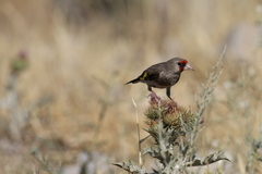 Carduelis carduelis caniceps