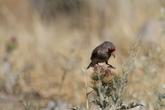 Carduelis carduelis caniceps