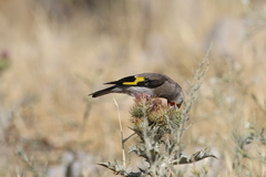 Carduelis carduelis caniceps