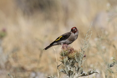 Carduelis carduelis caniceps