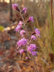 Liatris gracilis