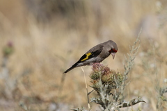 Carduelis carduelis caniceps