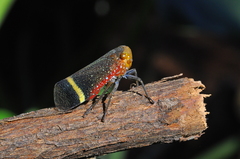 Acraephia