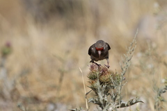 Carduelis carduelis caniceps