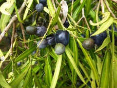 Podocarpus elatus
