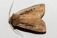 Ichneutica atristriga