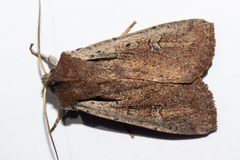 Ichneutica atristriga