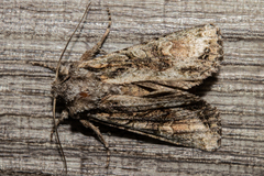Ichneutica mutans