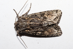 Ichneutica mutans