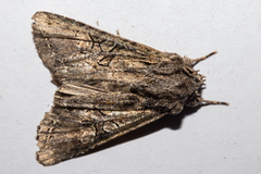 Ichneutica mutans