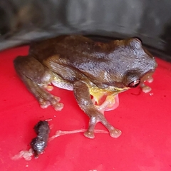 Litoria quiritatus