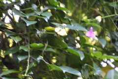 Canavalia bonariensis