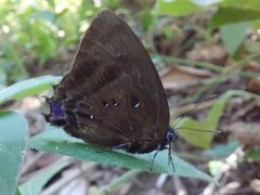 Denivia silma