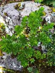 Baccharis patagonica