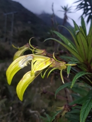 Siphocampylus lucidus