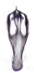Peripsocus milleri