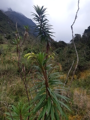 Siphocampylus lucidus