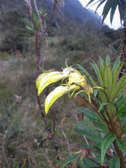 Siphocampylus lucidus