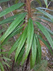 Siphocampylus lucidus