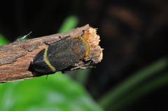 Acraephia
