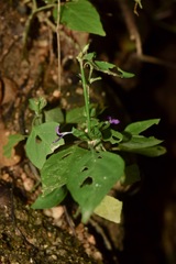 Dicliptera resupinata