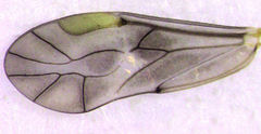 Peripsocus milleri