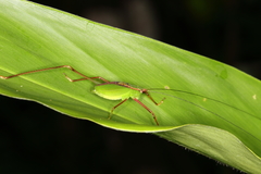 Engonia