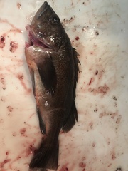 Sebastes variabilis