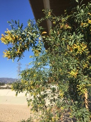 Nicotiana glauca