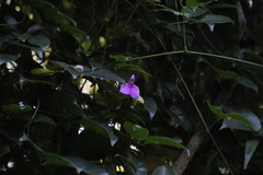 Canavalia bonariensis