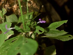 Dicliptera resupinata