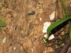 Centruroides limbatus