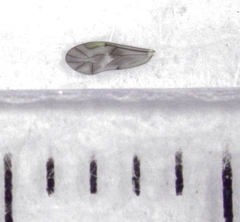 Peripsocus milleri