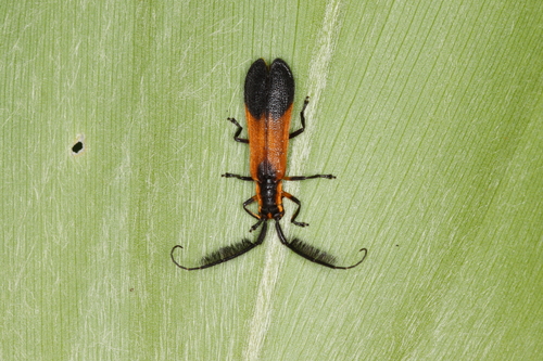 Icimauna