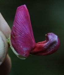Canavalia bonariensis