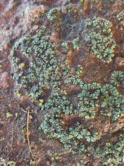 Ricciaceae