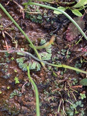 Ricciaceae