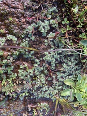 Ricciaceae