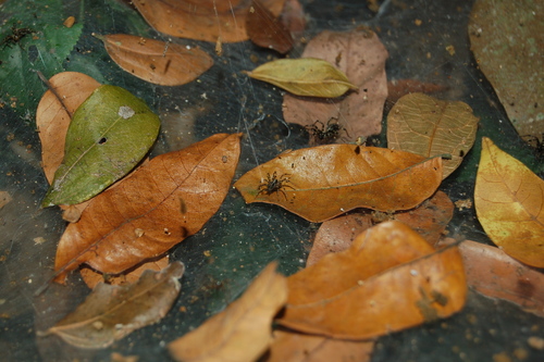 Agelena consociata