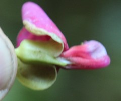 Canavalia bonariensis