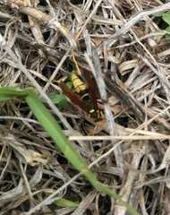 Polistes xanthogaster