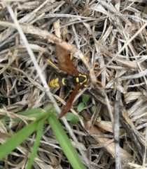 Polistes xanthogaster