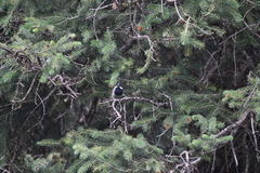 Periparus rufonuchalis