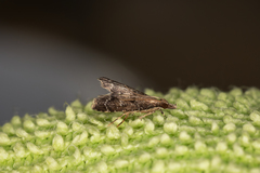 Diplopseustis perieresalis